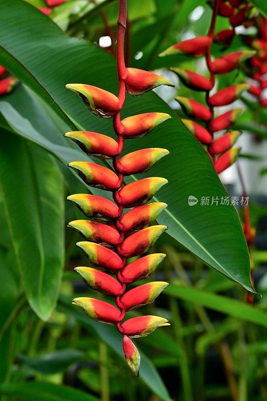 Heliconia /龙虾爪/巨嘴鸟峰